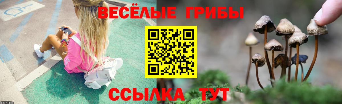 Псилоцибиновые грибы Psilocybe Берёзовский